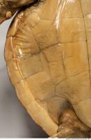 turtle skin 0004